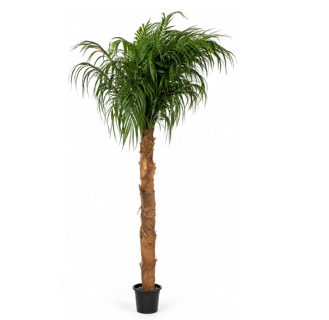 PRESERVED PALM 3.50M