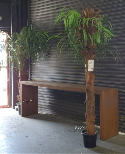 PRESERVED PALM 3.50M