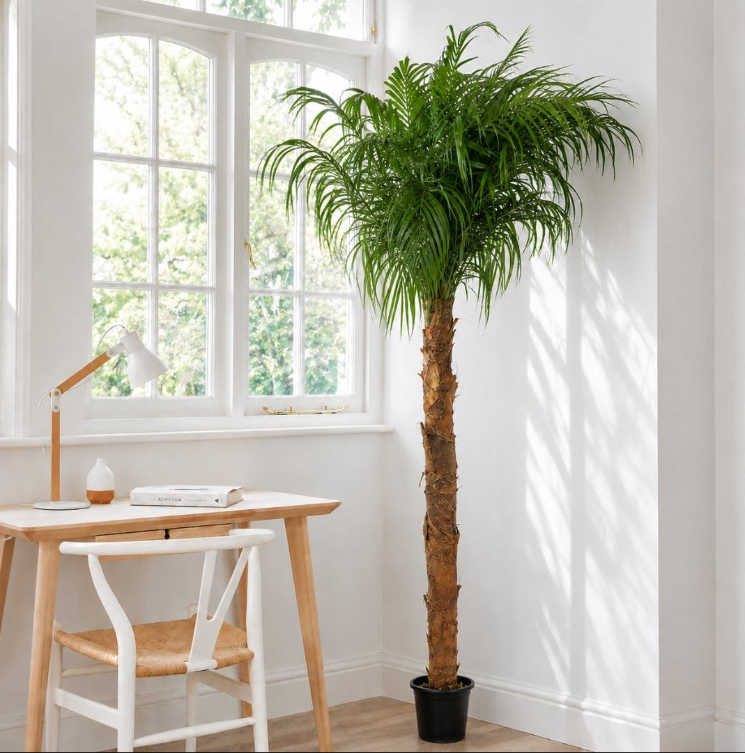PRESERVED PALM 2.50M