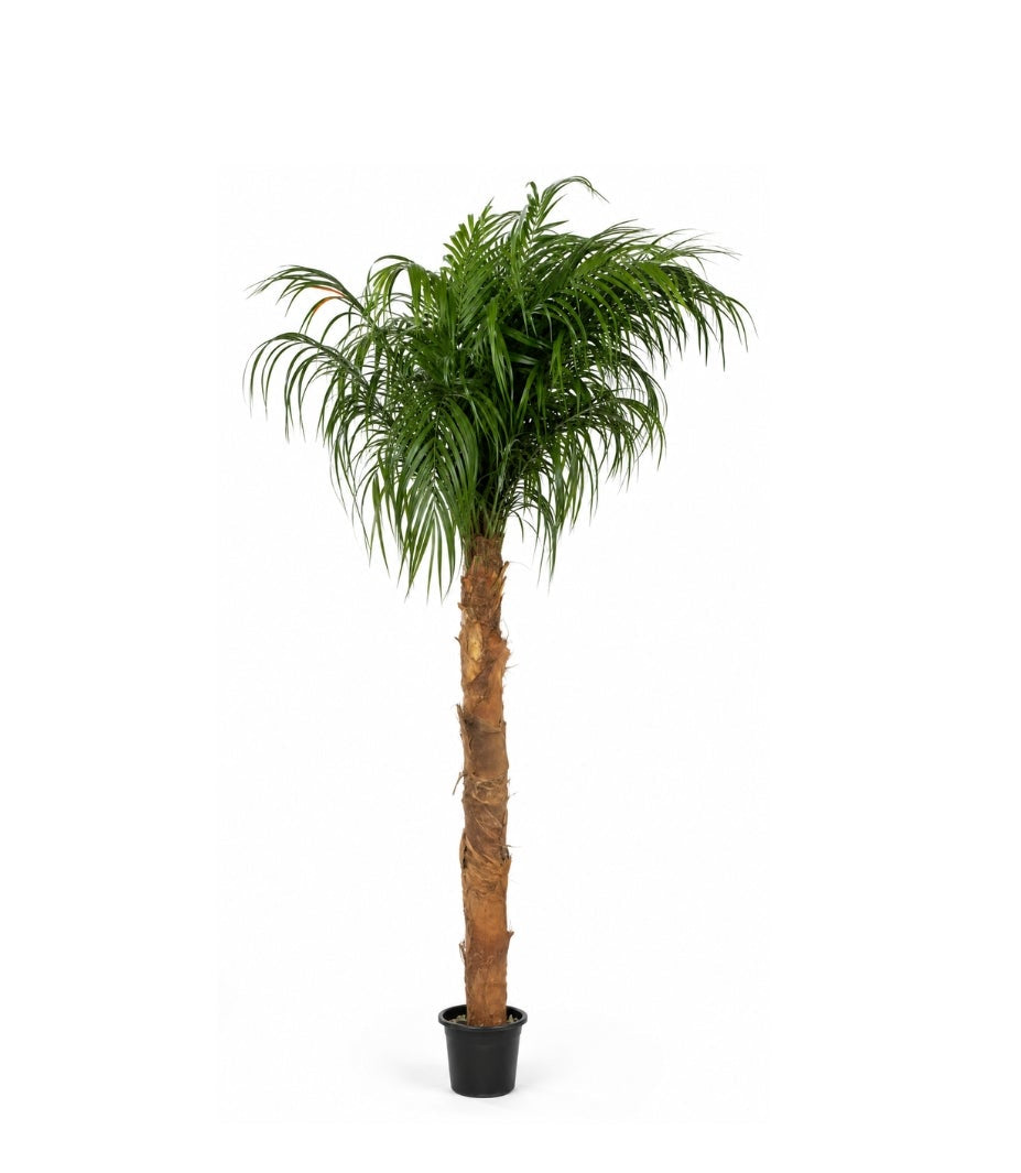 PRESERVED PALM 2.50M